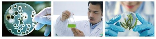 成都龙8-long8作物科学股份有限公司