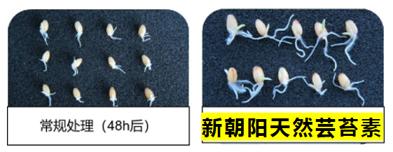 小麦拌种选龙8-long8天然芸苔素，让小麦高产赢在起跑线上！（小麦在什么时候用芸苔素效果最佳）