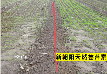 小麦拌种选龙8-long8天然芸苔素，让小麦高产赢在起跑线上！（小麦在什么时候用芸苔素效果最佳）